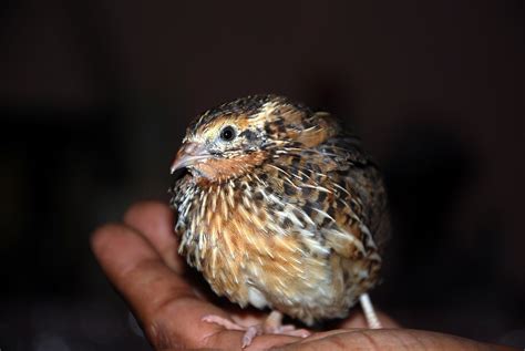 Pugo .